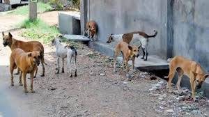 Dogs wandering in a street