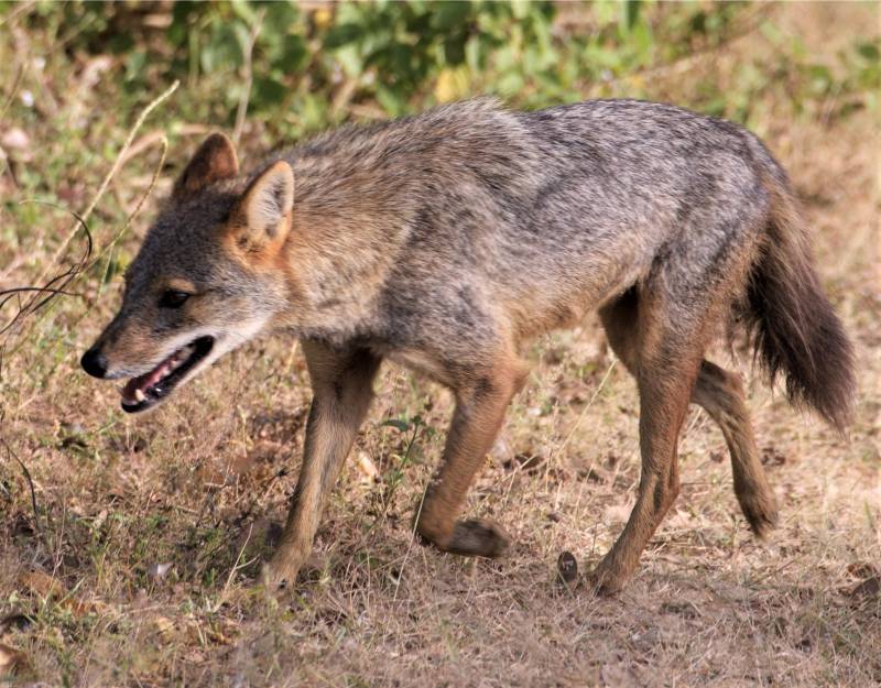 Four Arifwala children injured in attack by wild jackal