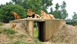 Lions eat a teenager in Lahore Safari Park