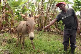 Kenya bans controversial donkey slaughter trade