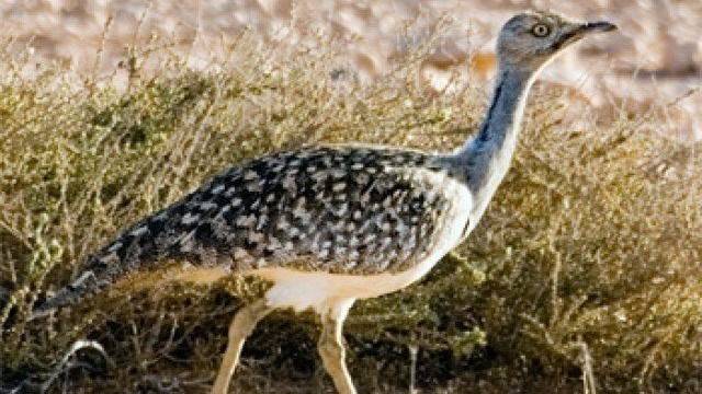 Rare birds hunt continues unabated in Arifwala 