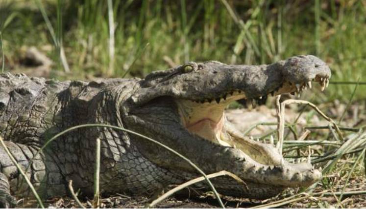 Man violating lockdown eaten by crocodile in Rwanda