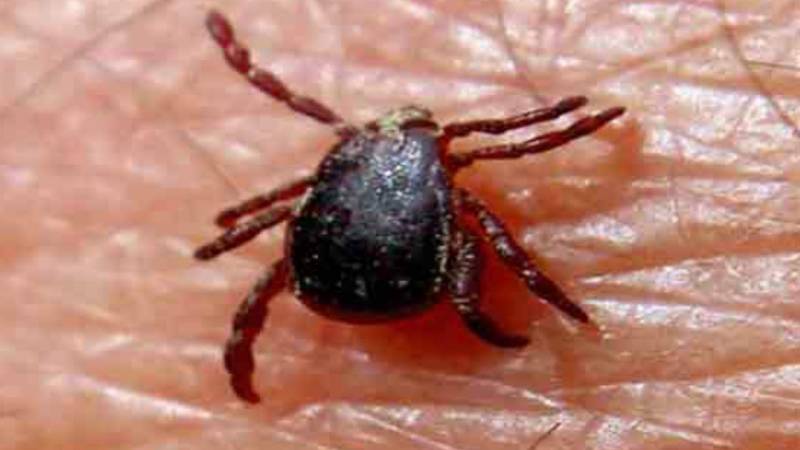 Second congo virus patient emerges in Karachi