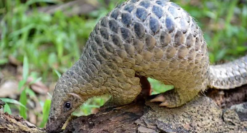 Gabon bans eating of pangolin and bats amid pandemic