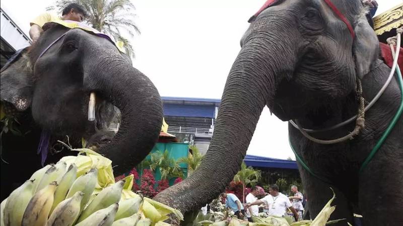Thai man trampled by elephant from park closed by pandemic