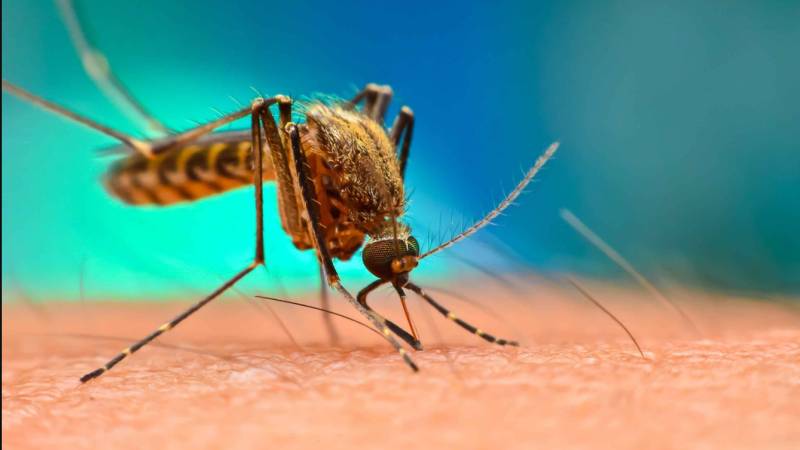 WHO warns malaria deaths could double during virus pandemic