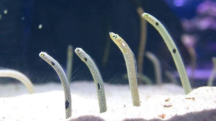 Forget me not: Japan aquarium seeks video-chats for eels