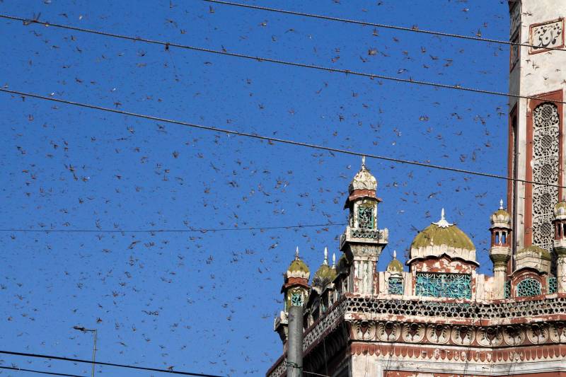 Pakistan battles locusts by turning them into chicken feed