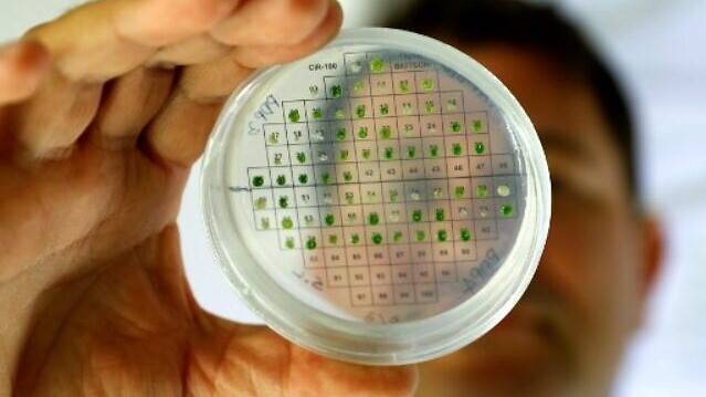 Israeli scientists produce energy from plants