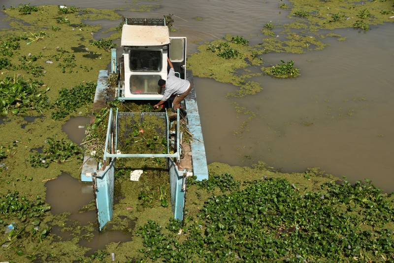 Water hyacinth pest chokes Iraq's vital waterways