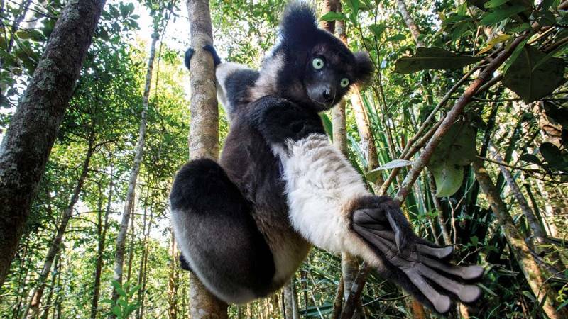 Nearly all Madagascar's lemur species 'face extinction'