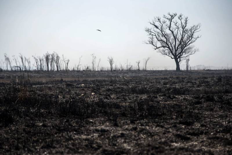 Argentine marshland threatened by worst fires in decades