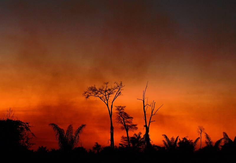 Brazil hails reduction in Amazon deforestation in July