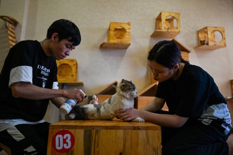 Vietnam cat cafe offers purr-fect pick-me-up for rescued felines