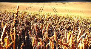 Sindh beats Punjab in raising wheat support price