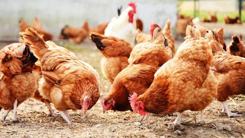 Belgium announces measures for bird flu outbreak