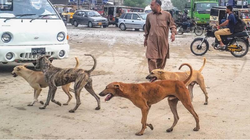 Kingri CMO reaches half-century of dog bite cases registered against him