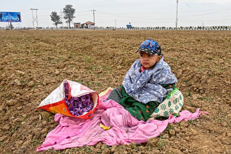 Climate change ravages Kashmir's goldmine saffron crop