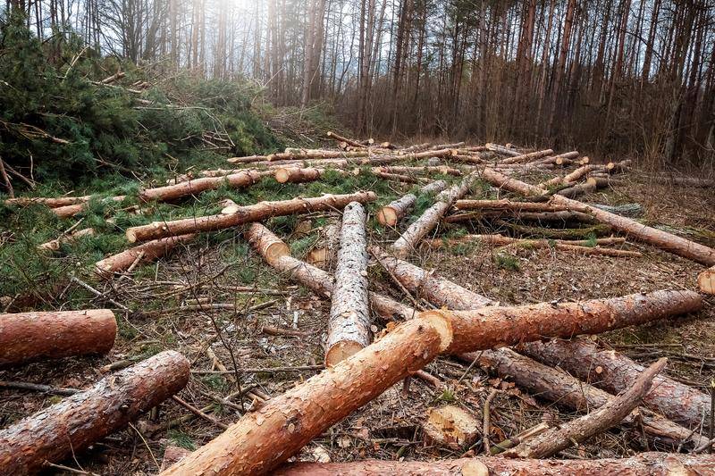 Centuries-old Waziristan forests facing extinction