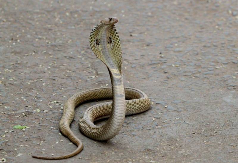 Cobra ‘visits’ Haleem Adil Sheikh in Karachi prison