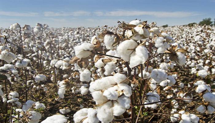 Cotton price hits record high in 11 years