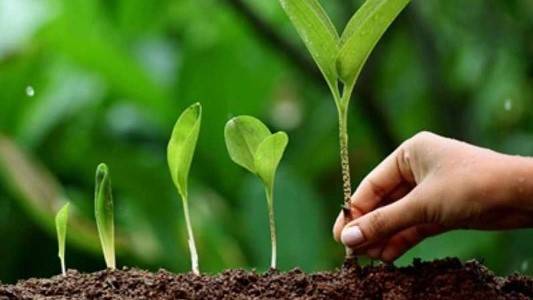 Desert country Jordan aims for green with 10-million tree campaign