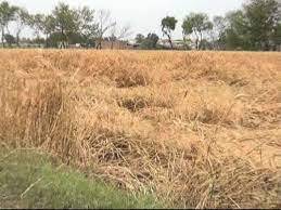 Heavy rain destroys wheat crops in Ghotki