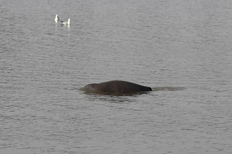 Fishermen join fight to save endangered Pakistan dolphin