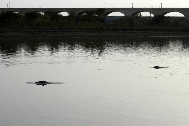 Fishermen join fight to save endangered Pakistan dolphin
