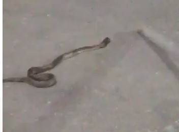 Snake checks in at Lahore Airport