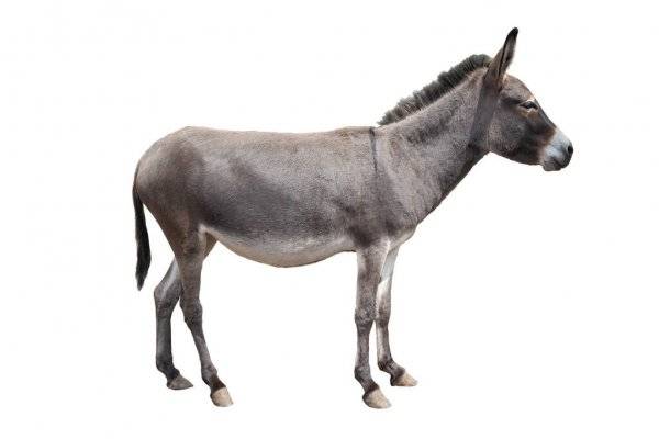 Donkey electrocuted in Karachi