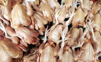 Dead chicken meat