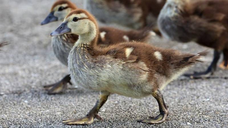 Bird flu outbreak in French foie gras region