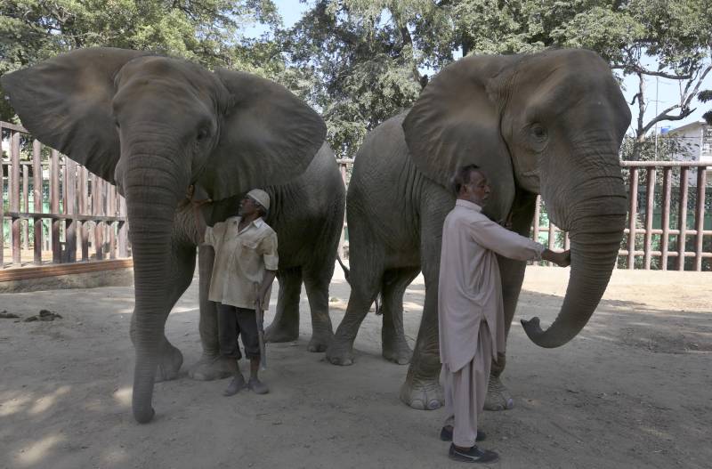4 elephants at Karachi zoo suffering from malnutrition, say experts
