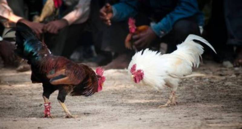 Six caught over cockfighting 