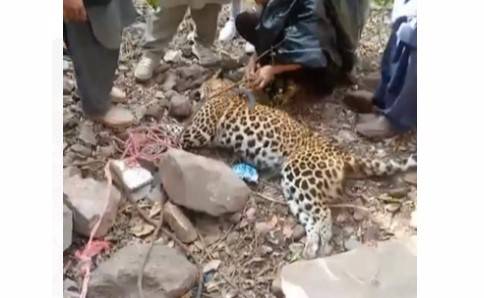 Locals kill cheetah who injured three people in AJK town