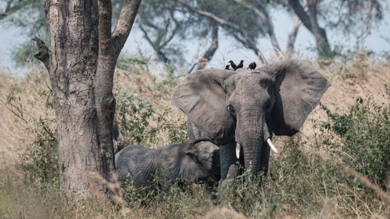 Sri Lanka TikToker fined for taunting elephant