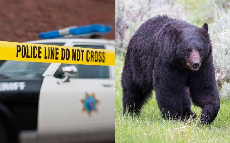 US brothers die in bear-shooting accident