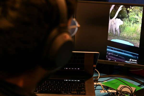 Sri Lanka TikToker fined for taunting elephant