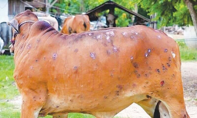 Sindh imposes emergency to curb Lumpy skin disease