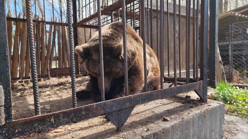 Bear rescued from Ukraine begins new life in Dutch zoo