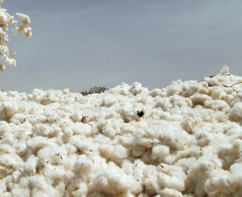 APTMA proposes Rs8,000 per 40kg cotton support price