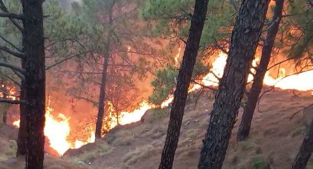Fire destroys 70 percent of Azad Kashmir’s Kotli forest