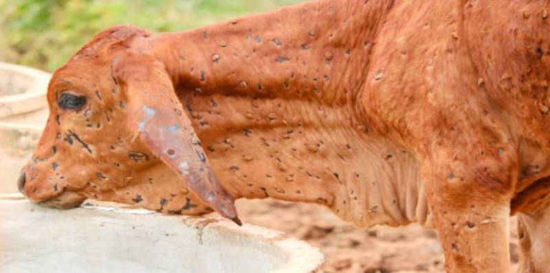 Cases of lumpy virus continue to rise in Sindh