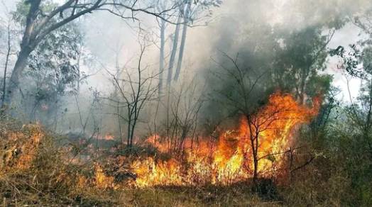 Fire erupts in forests of Galyat, Shakargarh