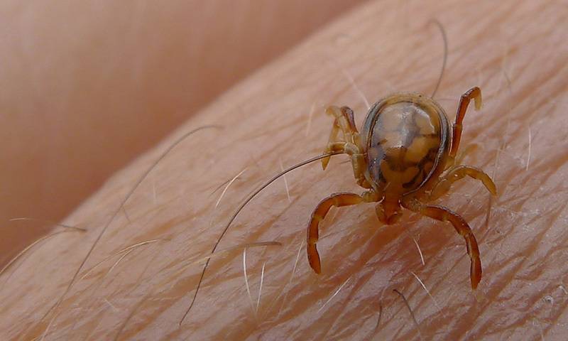 Man dies of congo virus in Peshawar