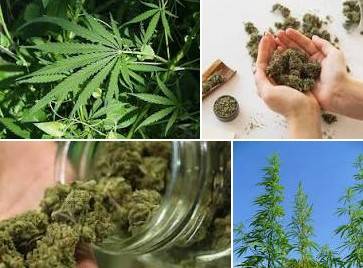 Govt to form “Bhang Authority” to issue licenses for 15 years 
