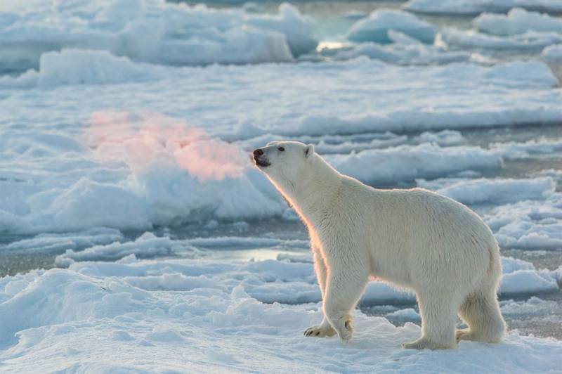French tourist injured by polar bear on Svalbard