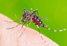 Dengue takes two more lives in Lahore