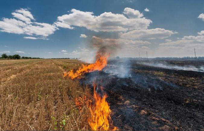 Farmers in Narowal burning stubble of rice crop despite ban